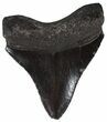 Serrated, Juvenile Megalodon Tooth - Georgia River #51724-1